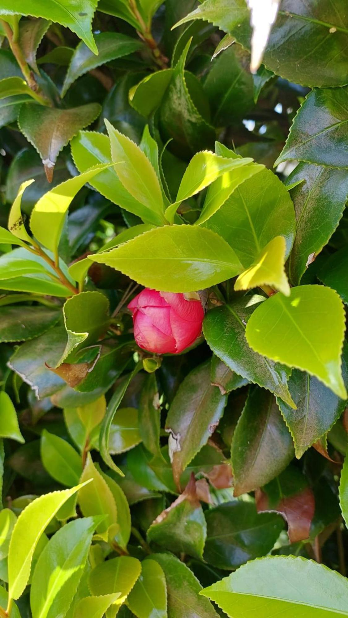 Retiro Das Camelias 1 Lajes das Flores Exterior photo