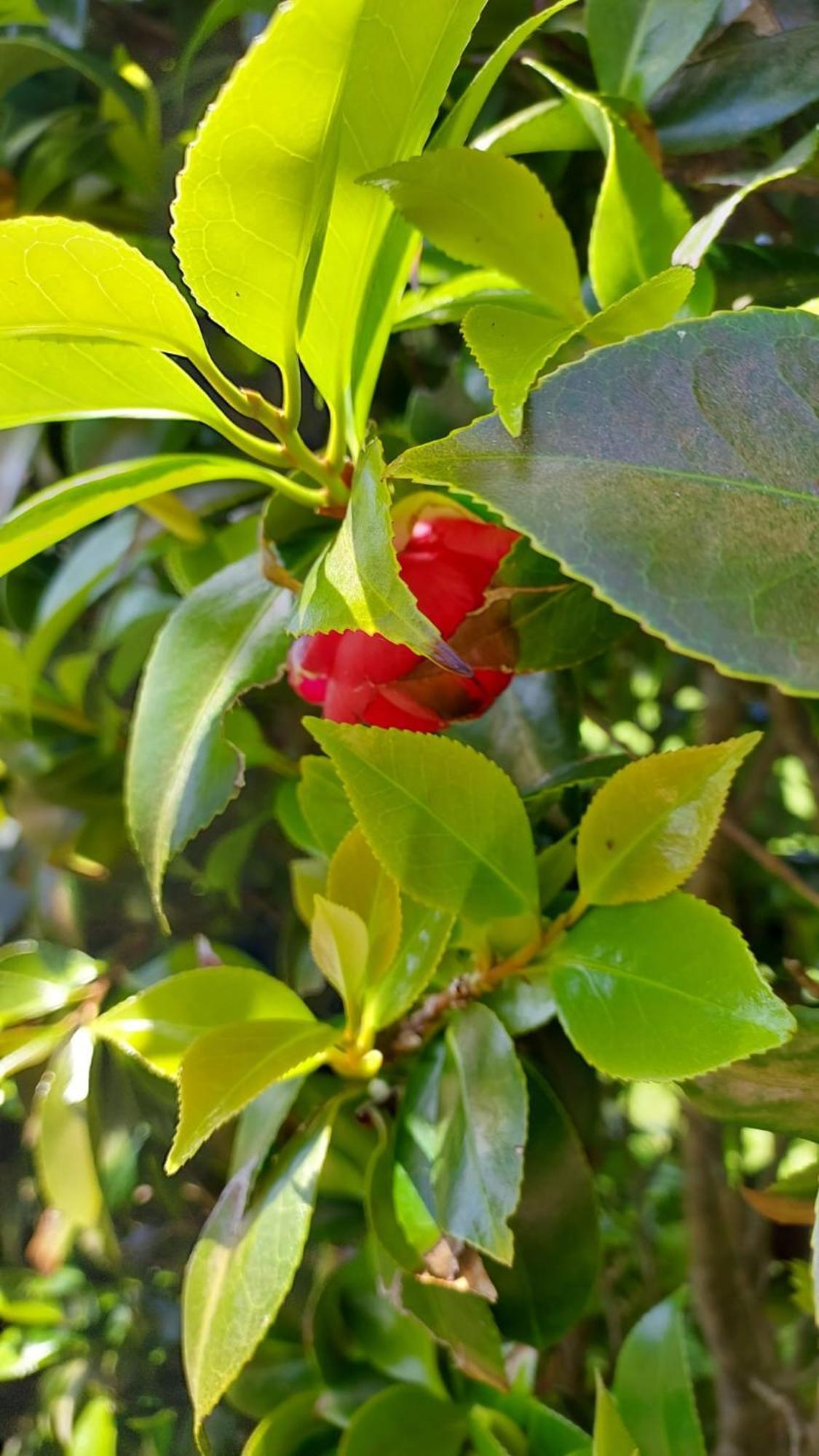 Retiro Das Camelias 1 Lajes das Flores Exterior photo