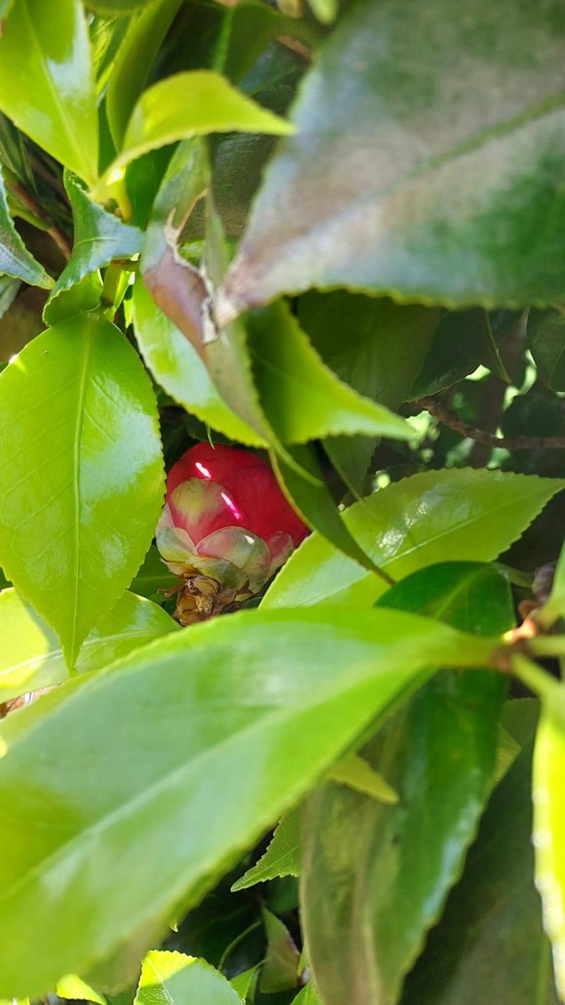 Retiro Das Camelias 1 Lajes das Flores Exterior photo